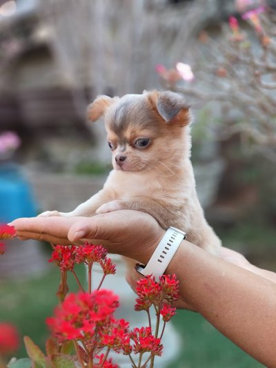 ผู้ชายขนยาว น้องลูคัส (Lucas)