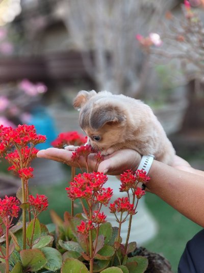 ผู้ชายขนยาว น้องลูคัส (Lucas)