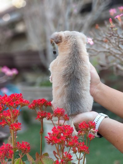 ผู้ชายขนยาว น้องลูคัส (Lucas)