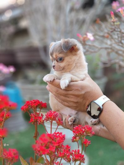 ผู้ชายขนยาว น้องลูคัส (Lucas)