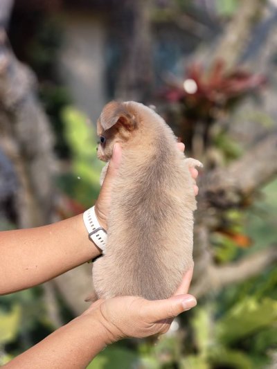 ผู้ชายขนยาว น้องลูคัส (Lucas)