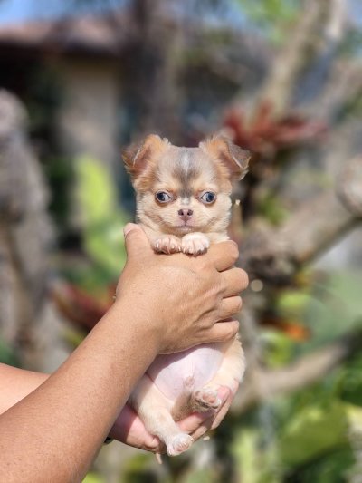 ผู้ชายขนยาว น้องลูคัส (Lucas)