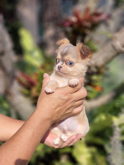 ผู้ชายขนยาว น้องลูคัส (Lucas)