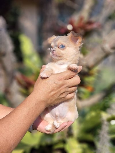 ผู้ชายขนยาว น้องลูคัส (Lucas)