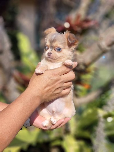 ผู้ชายขนยาว น้องลูคัส (Lucas)