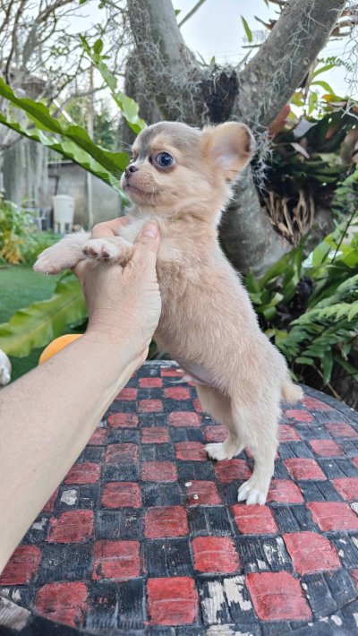 ผู้ชายขนยาว น้องลูคัส (Lucas)