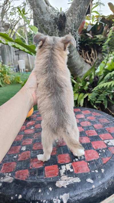 ผู้ชายขนยาว น้องลูคัส (Lucas)