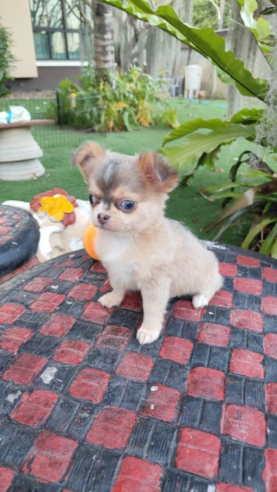 ผู้ชายขนยาว น้องลูคัส (Lucas)