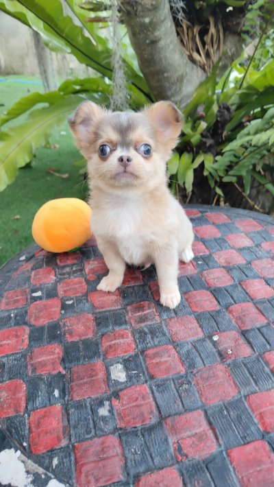 ผู้ชายขนยาว น้องลูคัส (Lucas)