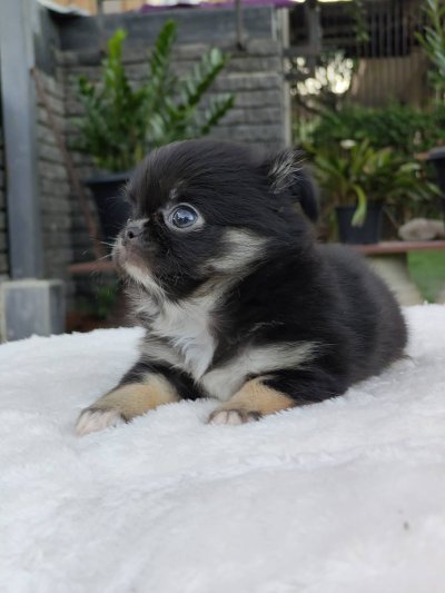 ผู้ชายขนยาว น้องบารอน(Baron)