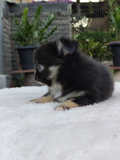 ผู้ชายขนยาว น้องบารอน(Baron)