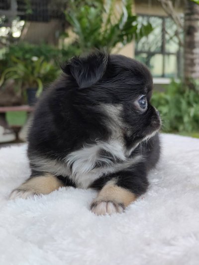 ผู้ชายขนยาว น้องบารอน(Baron)