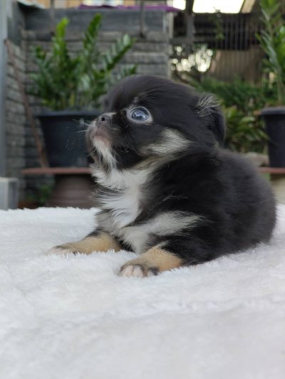 ผู้ชายขนยาว น้องบารอน(Baron)