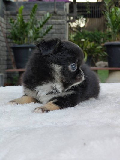 ผู้ชายขนยาว น้องบารอน(Baron)