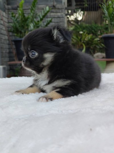 ผู้ชายขนยาว น้องบารอน(Baron)