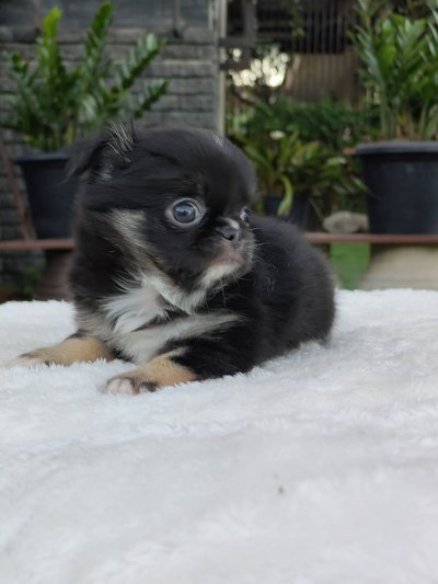 ผู้ชายขนยาว น้องบารอน(Baron)