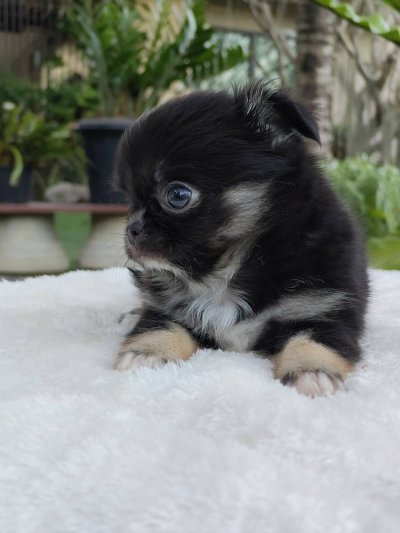 ผู้ชายขนยาว น้องบารอน(Baron)