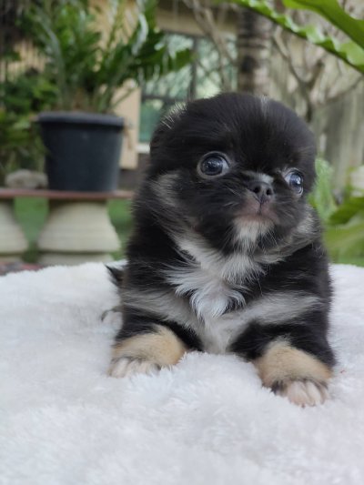 ผู้ชายขนยาว น้องบารอน(Baron)