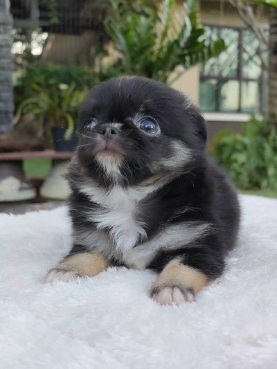 ผู้ชายขนยาว น้องบารอน(Baron)