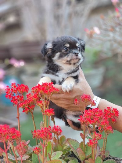 ผู้ชายขนยาว น้องดอม(Dom)