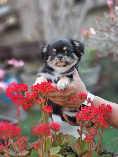 ผู้ชายขนยาว น้องดอม(Dom)