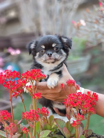 ผู้ชายขนยาว น้องดอม(Dom)