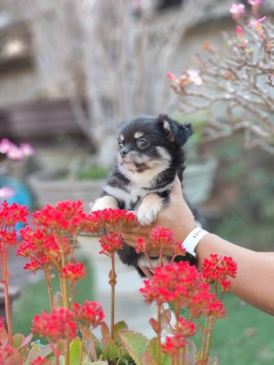 ผู้ชายขนยาว น้องดอม(Dom)