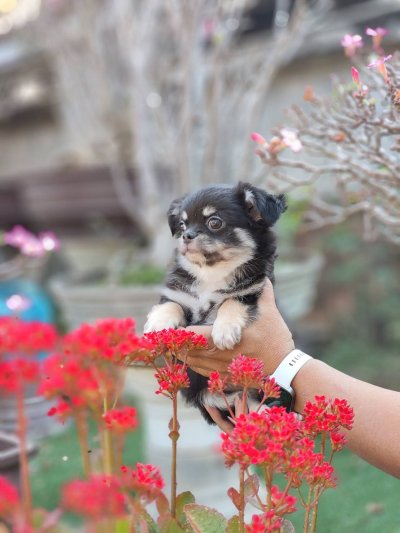 ผู้ชายขนยาว น้องดอม(Dom)