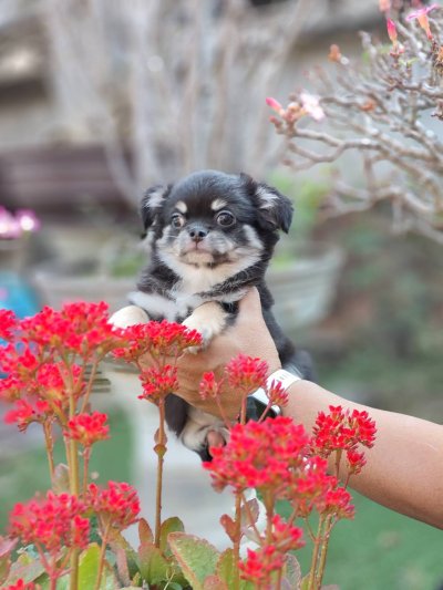 ผู้ชายขนยาว น้องดอม(Dom)