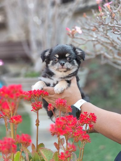 ผู้ชายขนยาว น้องดอม(Dom)