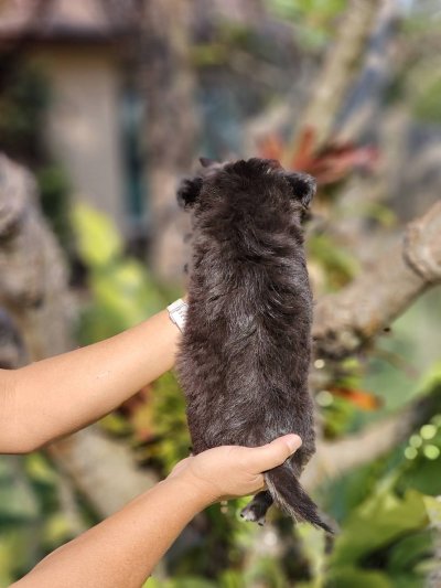 ผู้ชายขนยาว น้องดอม(Dom)