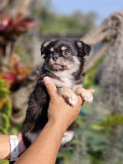 ผู้ชายขนยาว น้องดอม(Dom)