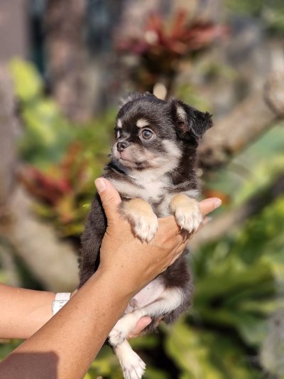 ผู้ชายขนยาว น้องดอม(Dom)