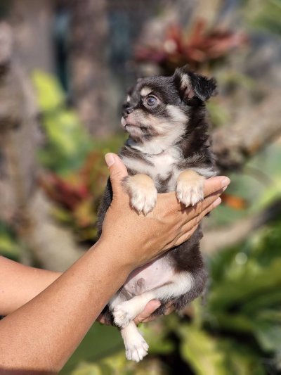 ผู้ชายขนยาว น้องดอม(Dom)