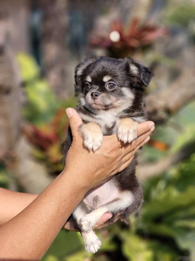 ผู้ชายขนยาว น้องดอม(Dom)