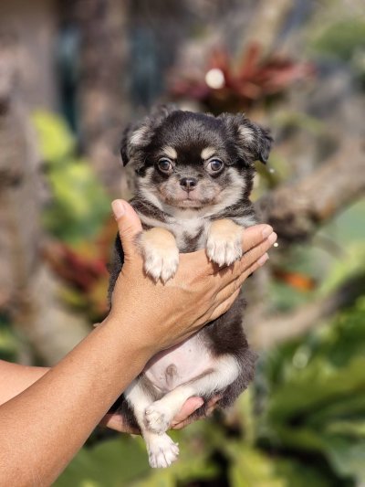 ผู้ชายขนยาว น้องดอม(Dom)