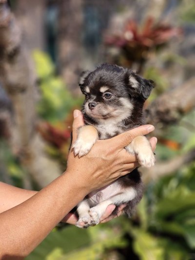 ผู้ชายขนยาว น้องดอม(Dom)