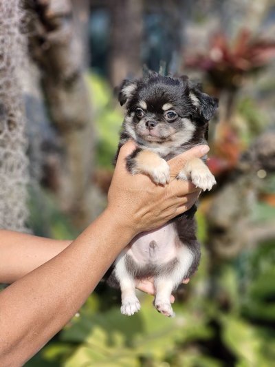 ผู้ชายขนยาว น้องดอม(Dom)