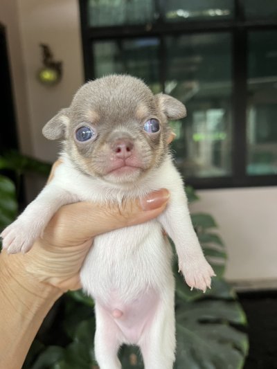 ผู้ชาย ขนสั้น น้องพอร์ช(Porsche)