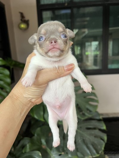 ผู้ชาย ขนสั้น น้องพอร์ช(Porsche)