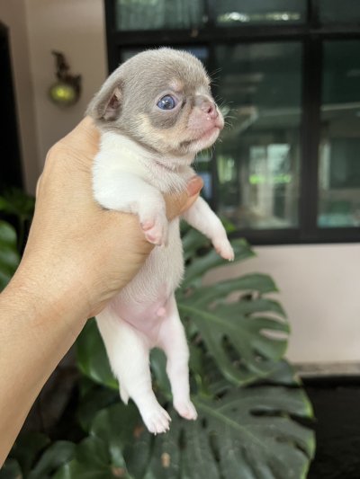 ผู้ชาย ขนสั้น น้องพอร์ช(Porsche)