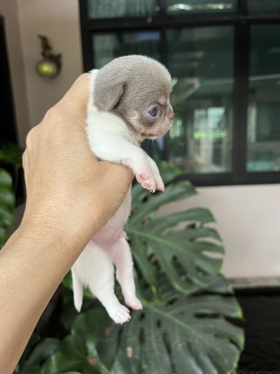 ผู้ชาย ขนสั้น น้องพอร์ช(Porsche)