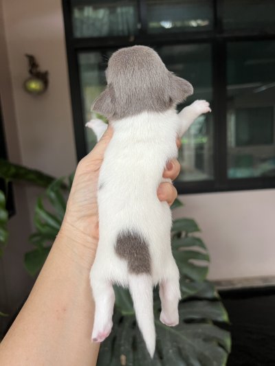 ผู้ชาย ขนสั้น น้องพอร์ช(Porsche)