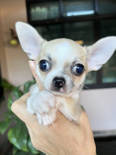 ผู้ชาย ขนสั้น น้องแคสเปอร์(Casper)