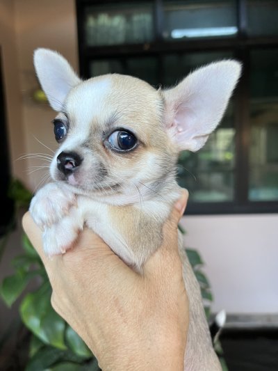 ผู้ชาย ขนสั้น น้องแคสเปอร์(Casper)