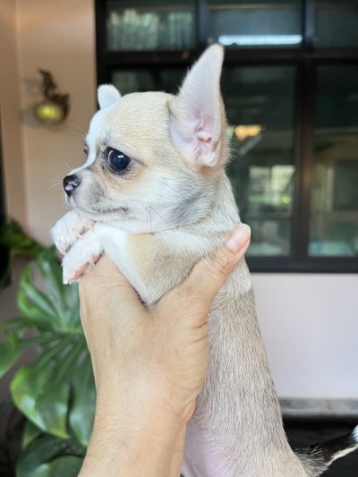 ผู้ชาย ขนสั้น น้องแคสเปอร์(Casper)