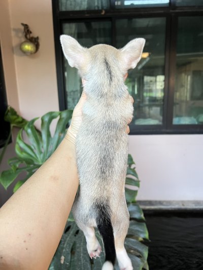 ผู้ชาย ขนสั้น น้องแคสเปอร์(Casper)