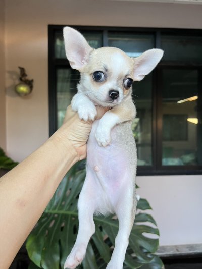 ผู้ชาย ขนสั้น น้องแคสเปอร์(Casper)