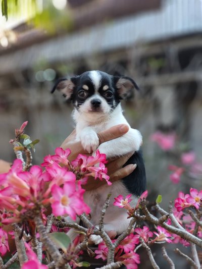 ผู้ชายขนสั้น น้องโทบี้ (Toby)