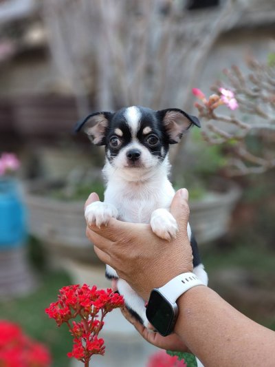 ผู้ชายขนสั้น น้องโทบี้ (Toby)